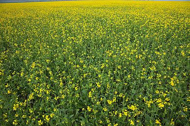 《原神》4.4版本1月31日上线 新PV发布